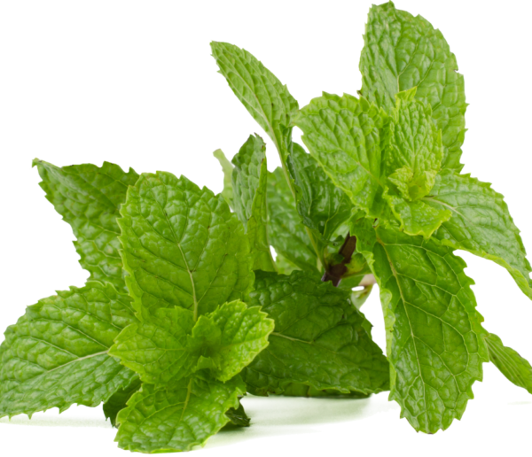 Mint
