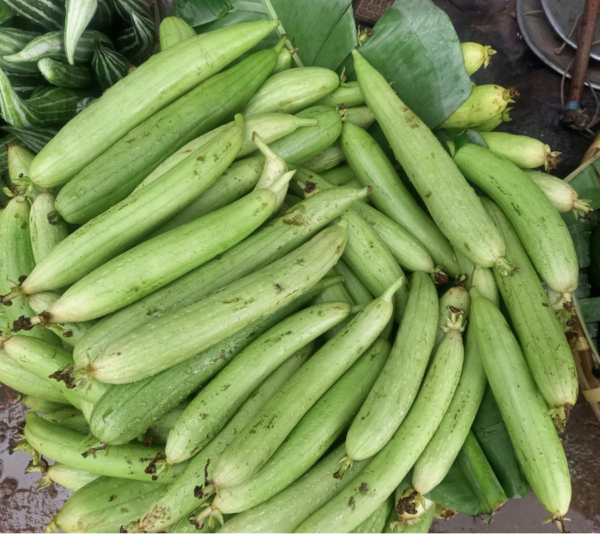Sponge gourd