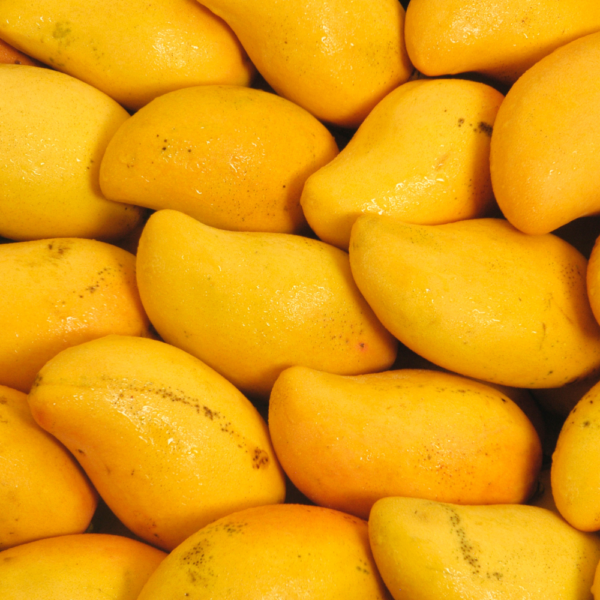 Mango Sindhri