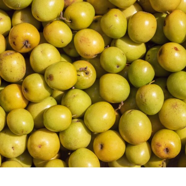 jujube Ber
