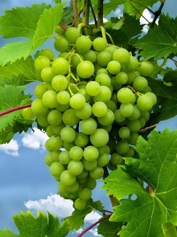 Grapes Gola