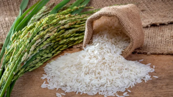 Rice Kachi kainat